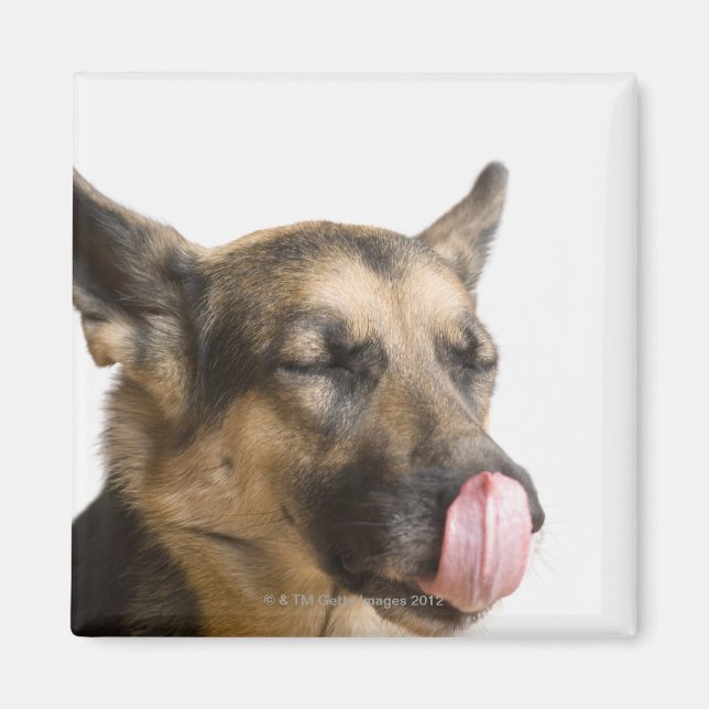 Close-up of a German Shepherd licking its nose Magnet (Front)