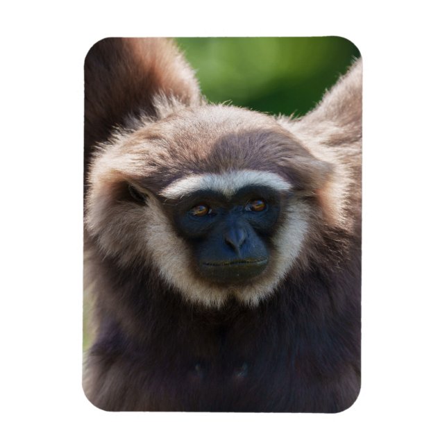 Close-Up of a Hanging Gibbon Magnet (Vertical)
