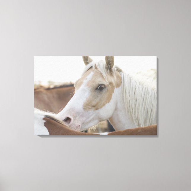 Close up of a herd of horses 2 canvas print (Front)