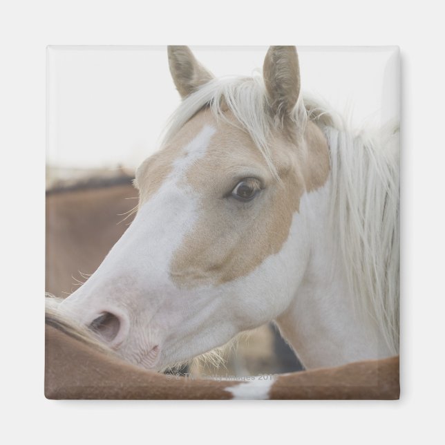 Close up of a herd of horses 2 magnet (Front)