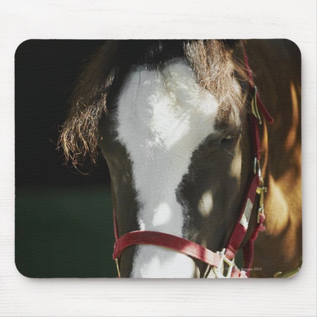 Close-up of a horse mouse pad (Front)