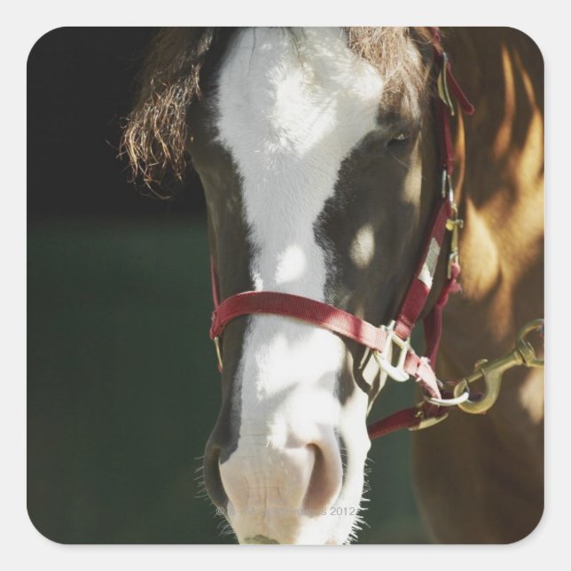 Close-up of a horse square sticker (Front)