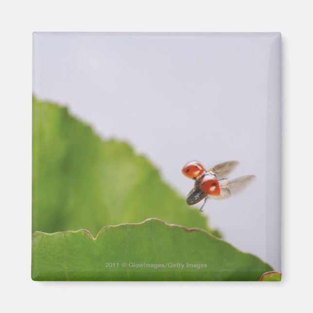 Close-up of a ladybug flying over a leaf magnet (Front)