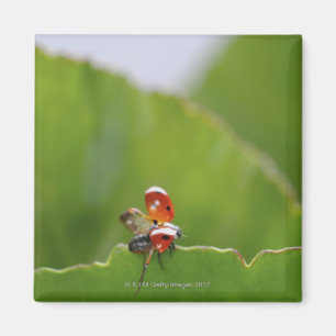 Close-up of a ladybug on a leaf magnet