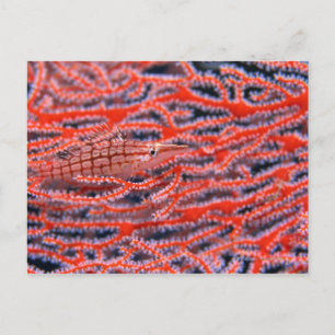 Close up of a long nose hawk fish, Okinawa Postcard