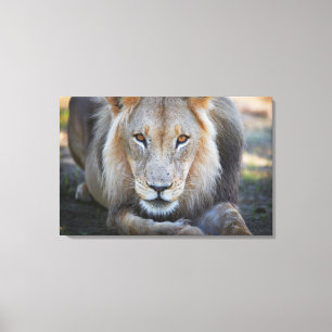 close up of a  male lion, Panthera leo, Canvas Print