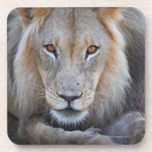close up of a male lion, Panthera leo, Coaster