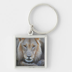 close up of a male lion, Panthera leo, Keychain