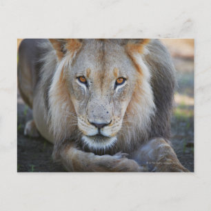 close up of a  male lion, Panthera leo, Postcard