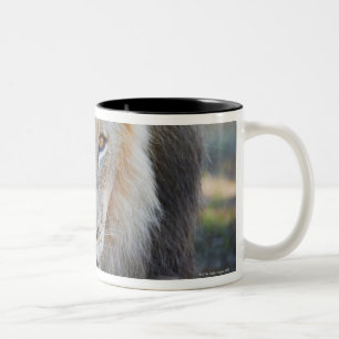 close up of a male lion, Panthera leo, Two-Tone Coffee Mug