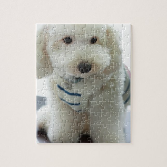 Close-up of a miniature poodle jigsaw puzzle (Vertical)