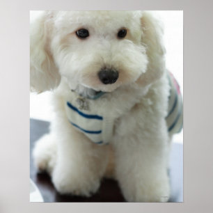 Close-up of a miniature poodle poster