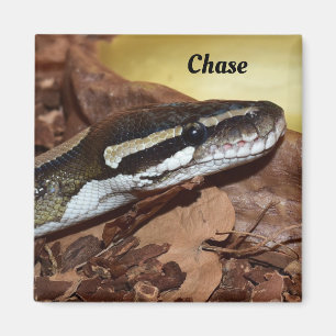 Close up of a Normal Ball Python Snake Magnet