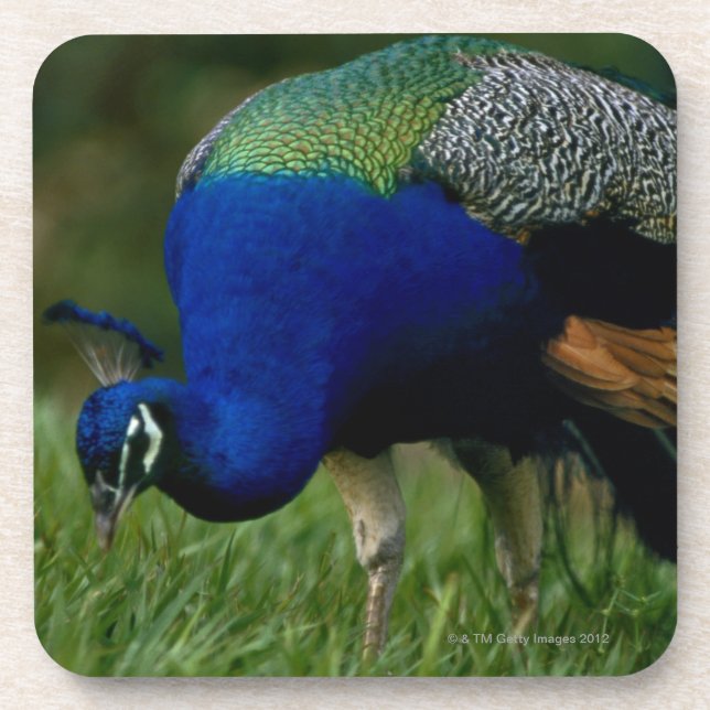 Close-up of a peacock coaster (Front)