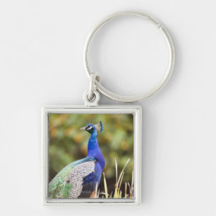 Close-up of a peacock keychain