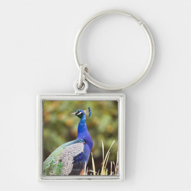 Close-up of a peacock keychain (Front)