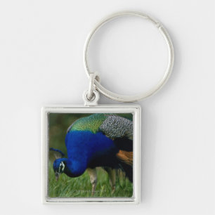 Close-up of a peacock keychain