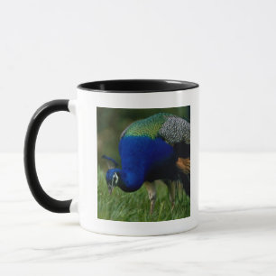 Close-up of a peacock mug