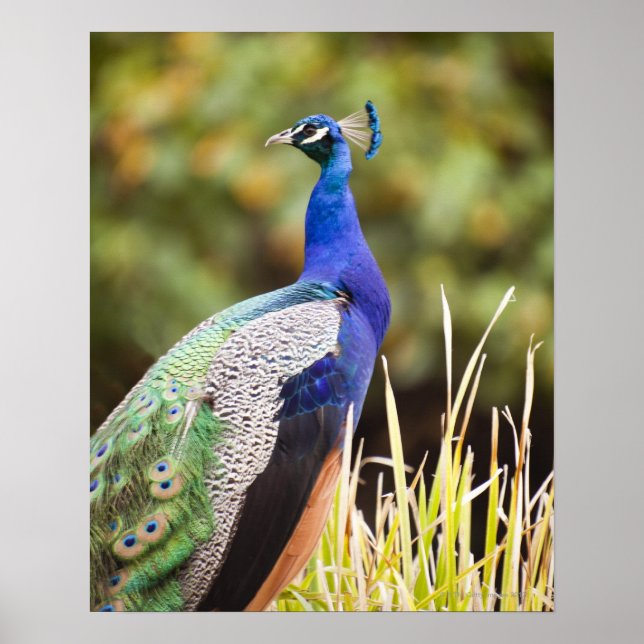Close-up of a peacock poster (Front)