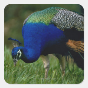 Close-up of a peacock square sticker