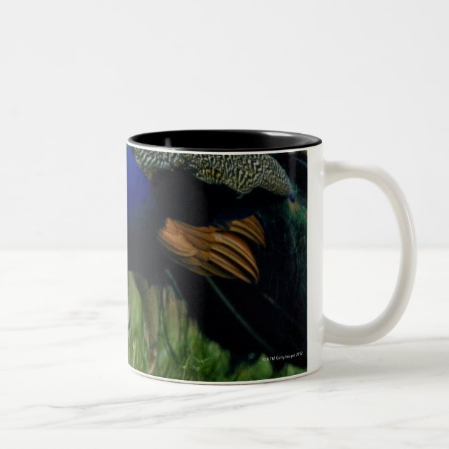 Close-up of a peacock Two-Tone coffee mug (Right)