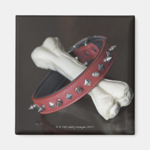 Close-up of a pet collar and a dog bone magnet
