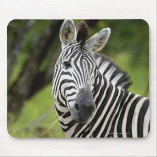 Close-up of a Plains zebra (Equus burchellii) in Mouse Pad