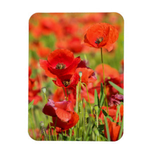 Close-up of a Poppy field, France Magnet