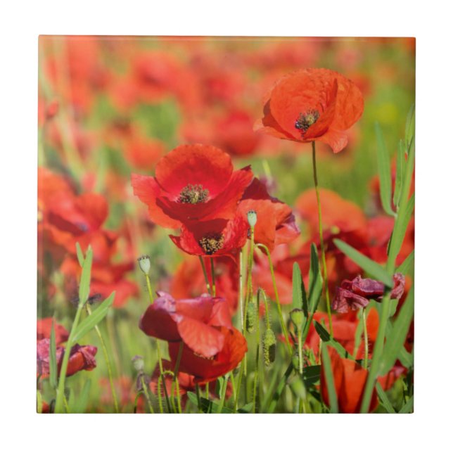 Close-up of a Poppy field, France Tile (Front)