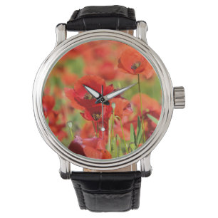 Close-up of a Poppy field, France Watch