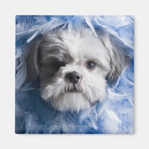 Close-up of a puppy covered with feathers magnet