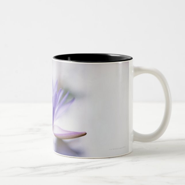 Close-Up of a Purple Water-Lily Floating on Two-Tone Coffee Mug (Right)