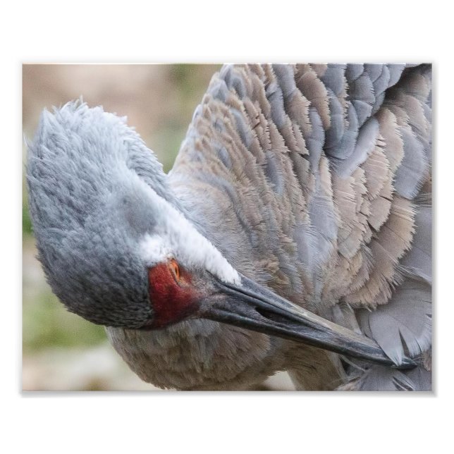 Close up of a Sandhill Crane Preening Print (Front)