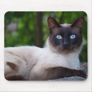 Close up of a Siamese Cat Mouse Pad