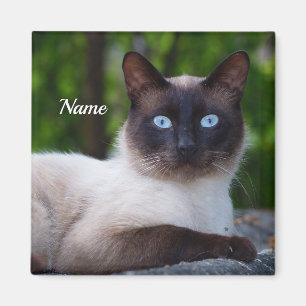 Close up of a Siamese Cat with Blue Eyes Magnet