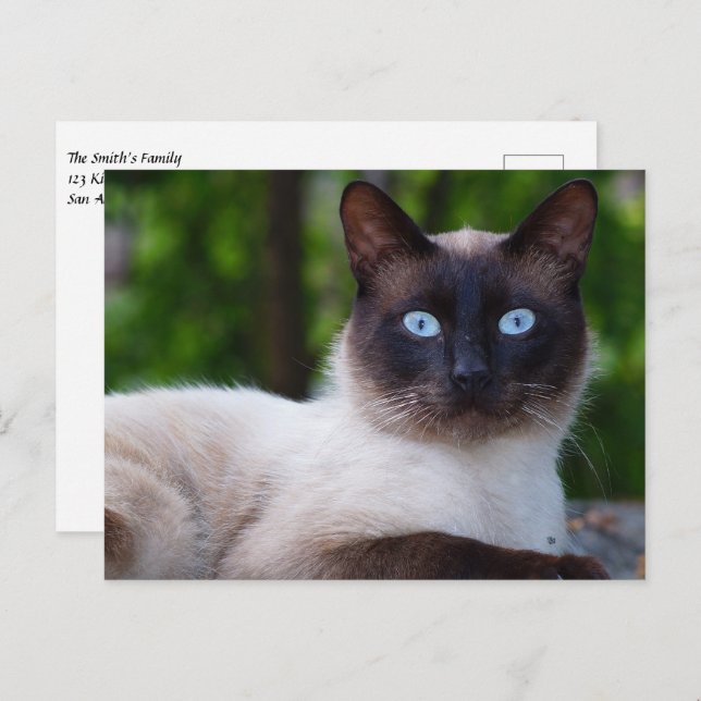 Close up of a Siamese Cat with Blue Eyes Postcard (Front/Back)
