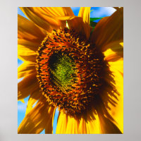 Close-up of a sunflower