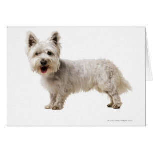 Close up of a terrier