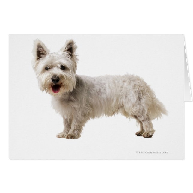 Close up of a terrier (Front Horizontal)