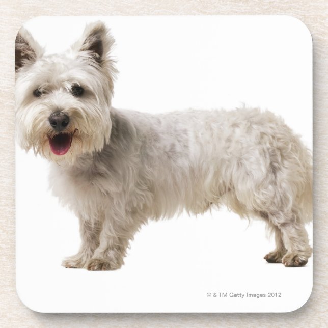 Close up of a terrier coaster (Front)