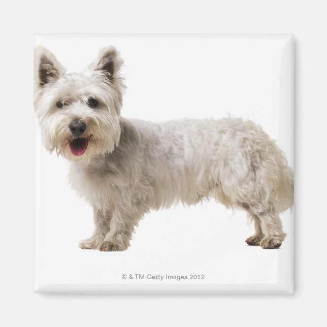 Close up of a terrier magnet (Front)