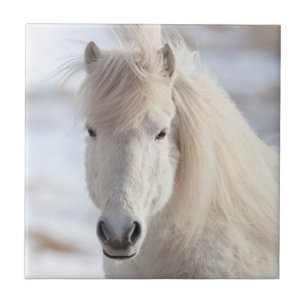 Close up of a White Icelandic Horse Tile