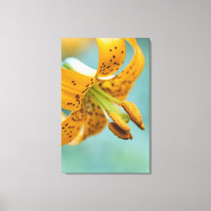 Close Up of a Yellow Lily Canvas Print