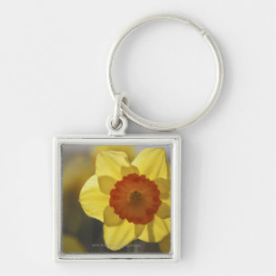 Close Up of a Yellow/Orange Daffodil Keychain