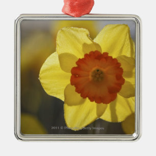 Close Up of a Yellow/Orange Daffodil Metal Ornament