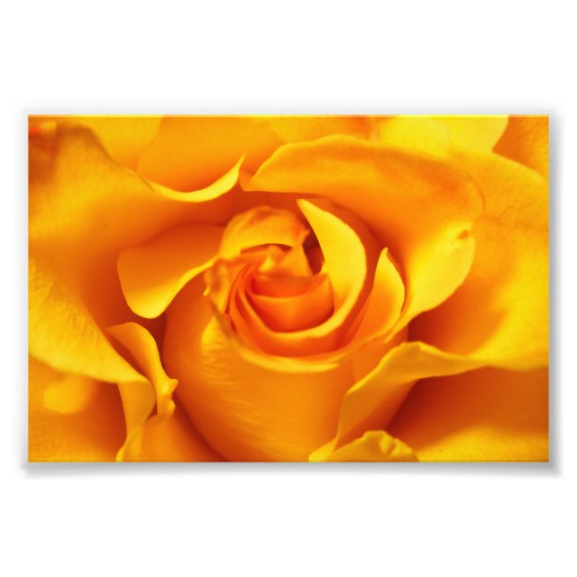 Close Up of a Yellow Rose Photo Print (Front)