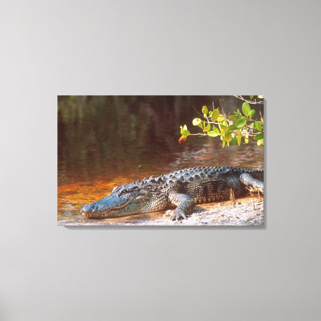 Close up of an american alligator at the J.N. Canvas Print (Front)