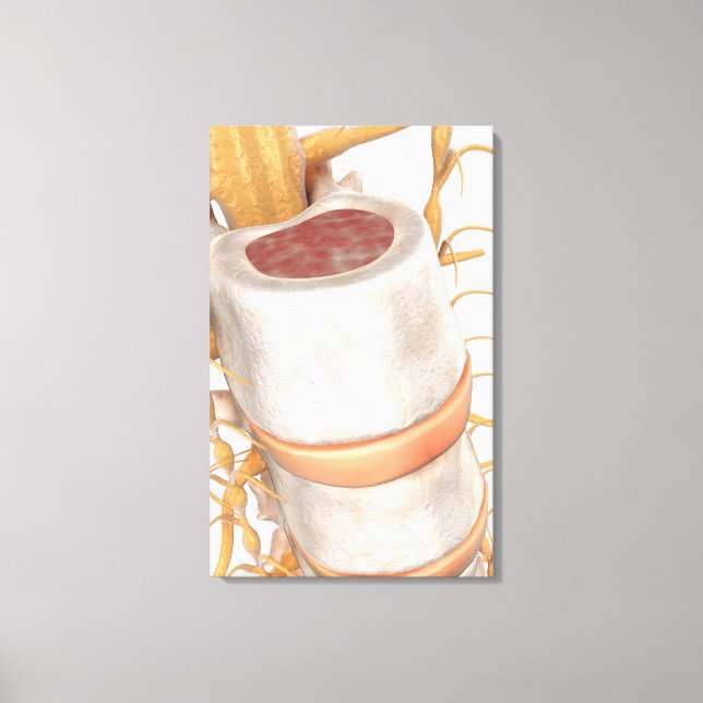 Close up of an invertebral disc in the spine canvas print (Front)