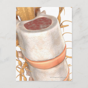 Close up of an invertebral disc in the spine postcard