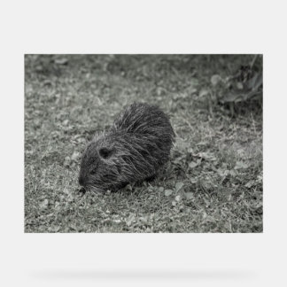 Close-up of baby nutria (Myocastor coypus) on fiel